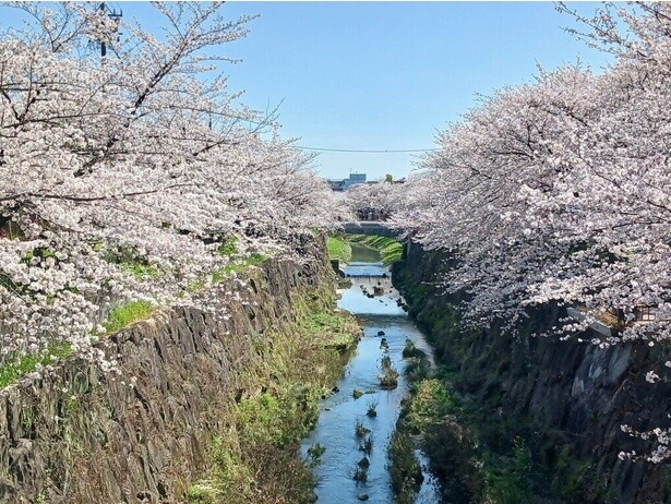 山崎川の両岸を満開の桜が彩る／山崎川四季の道の桜