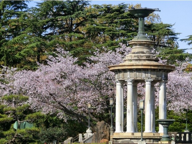 公園内を満開の桜がピンクに染める／鶴舞公園の桜