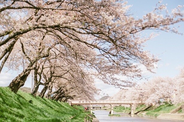 トンネル状に咲き誇る姿は圧巻／新境川堤の桜並木