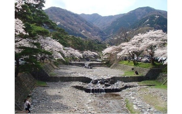 養老孝子坂(滝谷)周辺の桜が見もの／養老公園の桜