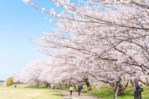 「一目千本」と呼ばれる約1キロの桜並木が続く／宮川堤の桜