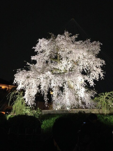 祇園の夜桜／円山公園の桜(京都府)