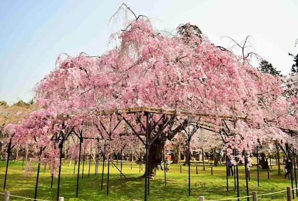 上賀茂神社のシンボルとも言える紅しだれ／上賀茂神社の桜