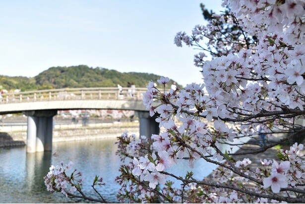 京都府立宇治公園と左岸をつなぐ木製の橋／宇治橋上流の桜