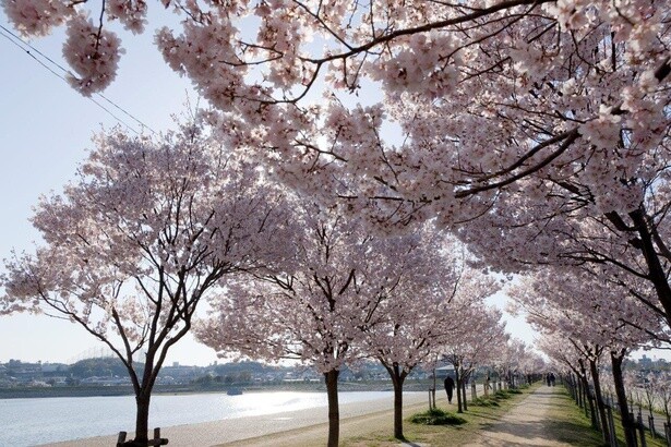 片方には池の青、もう片方には桜のピンクの2色の光景を楽しめる／狭山池公園の桜