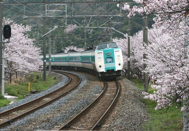 特急列車が桜の並木を走り抜ける迫力あるシーン／山中渓の桜