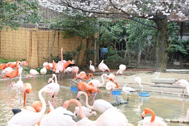 動物を見ながら桜を満喫／神戸市立王子動物園の桜
