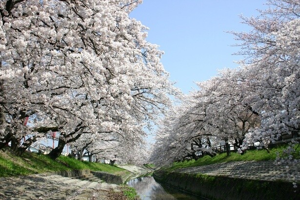 川辺に桜の木が立ち並び、水面に花びらを映す／高田千本桜