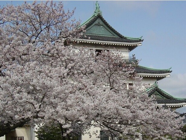 桜越しにみえる天守閣は圧巻／和歌山城の桜