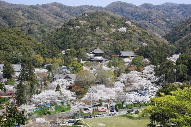 広大な敷地に広がる桜と緑のコントラストが美しい／根來寺の桜