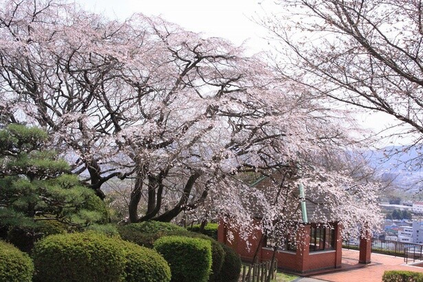 お花見をしながら岡山市街を一望できる／岡山市半田山植物園の桜