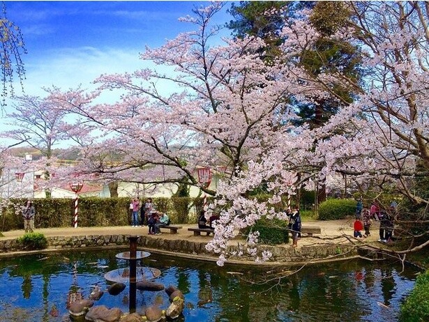 打吹公園内を彩る桜／打吹公園の桜