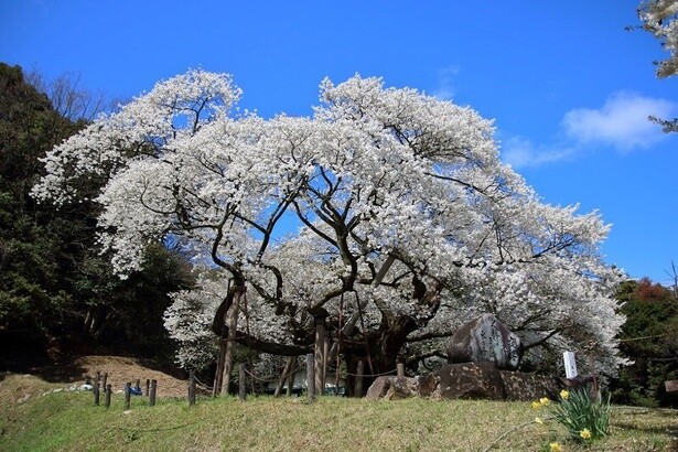 圧倒的な存在感を放つ三隅大平桜／三隅大平桜