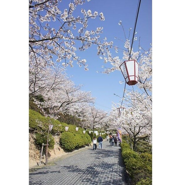 桜並木を楽しみながら散歩できる／尾道市千光寺公園の桜