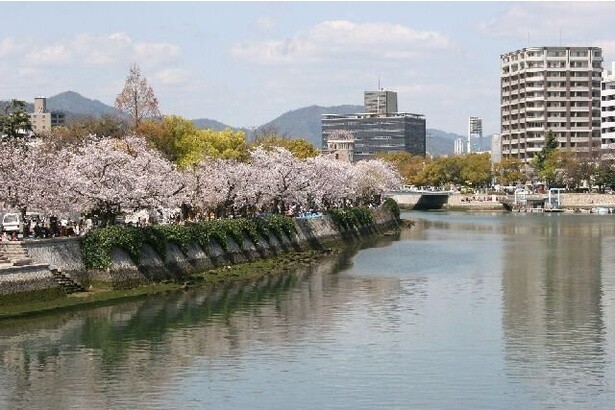 旧太田川沿いに続くソメイヨシノの並木／平和記念公園の桜