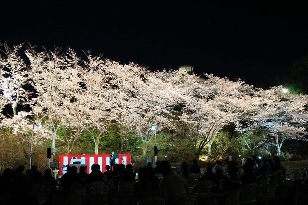 夜桜の美しさは圧巻／広島市植物公園の桜