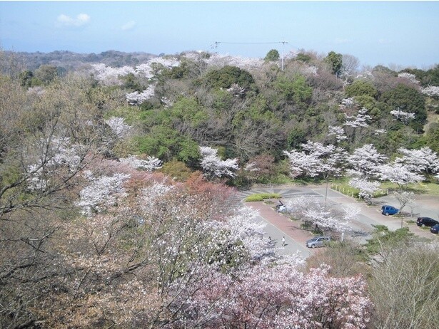 満開の桜が眉山公園を彩る／眉山公園の桜