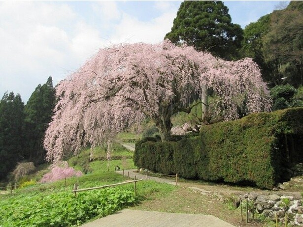 3月下旬頃から見頃を迎える桜／中越家のしだれ桜