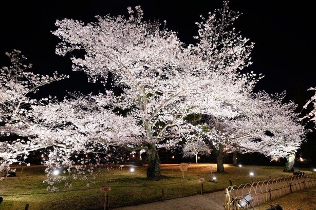 ライトアップにより幻想的になるソメイヨシノ／特別名勝 栗林公園の桜