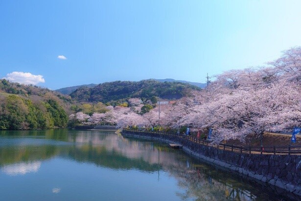 ダム湖の周りを桜が彩る／たからだの里さいた(戸川ダム)の桜
