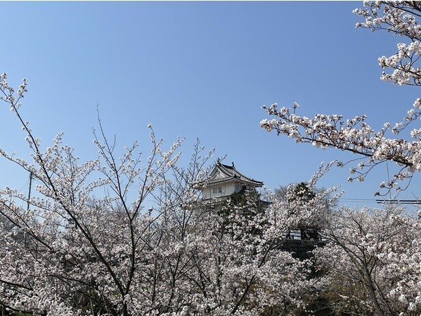 丸亀城と共に咲き誇る桜／丸亀城の桜