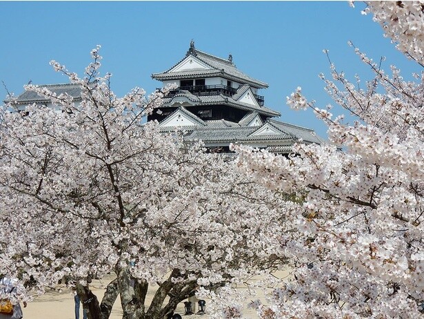 桜に囲まれ、松山城がより引き立つ／松山城(城山公園)の桜