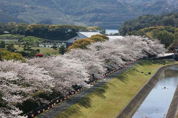 川沿いに桜並木が咲き誇る／南楽園(外堀)の桜