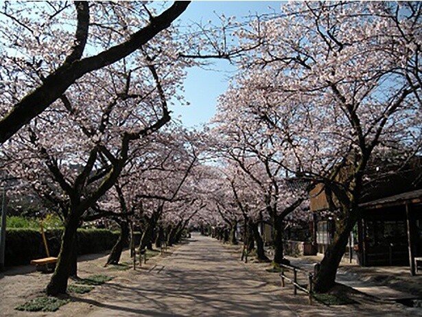 桜のトンネルが美しい／秋月杉の馬場通りの桜