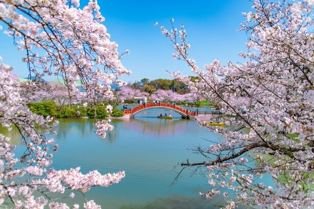 鏡のような水面に映る赤橋と桜のコントラストを楽しめる／垣生公園の桜