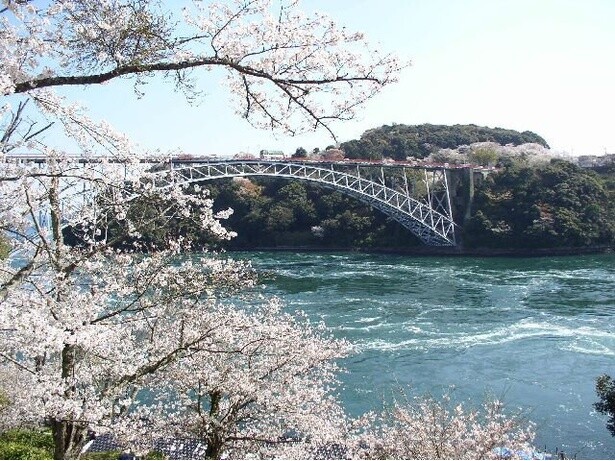 うず潮も楽しめる桜の名所／西海橋公園の桜