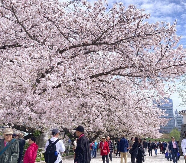 今見頃＆間もなく見頃の桜スポットをピックアップ(写真は舞鶴公園の桜(福岡県))