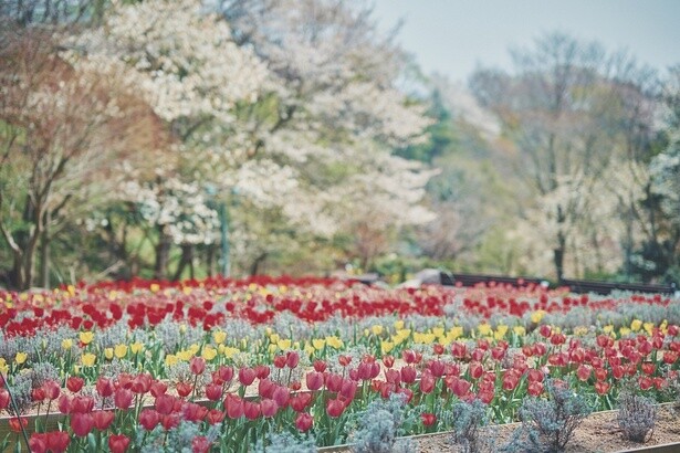 色とりどりのチューリップが一面に広がるガーデン。奥には白く咲く山桜が重なり、春の彩りがぎゅっと詰まった風景に