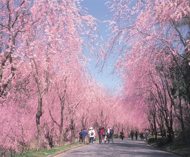 しだれ桜の並木道は圧巻のひと言に尽きる／世羅 甲山ふれあいの里の桜 - 広島県世羅郡世羅町