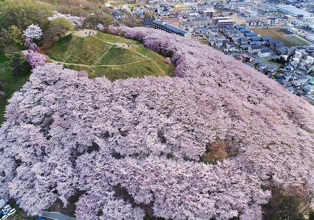 ピンク色の海のように桜が山を覆う／弘法山古墳の桜 - 長野県松本市