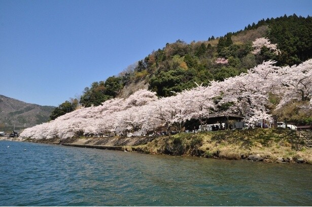 琵琶湖の湖岸沿い約4キロにおよぶ桜の絶景／海津大崎の桜 - 滋賀県高島市