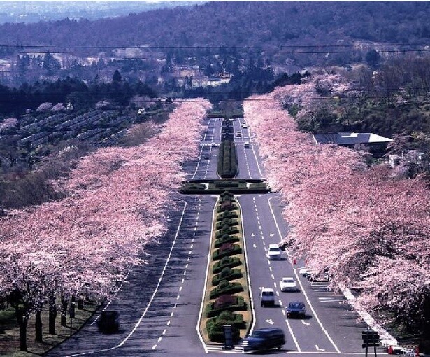 霊園参道を彩る桜並木／冨士霊園の桜 - 静岡県駿東郡小山町