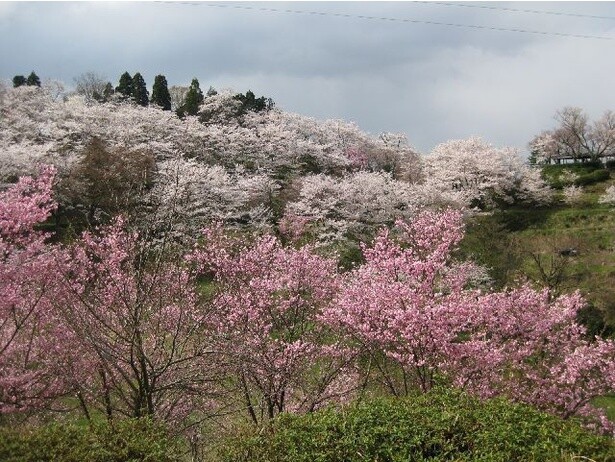 城郭と桜のコラボレーション／松前公園の桜 - 北海道松前郡松前町