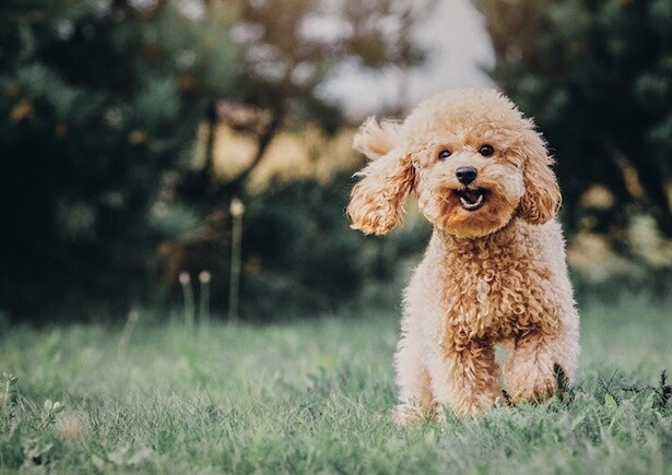 【写真】愛犬がよろこぶおいしさと栄養