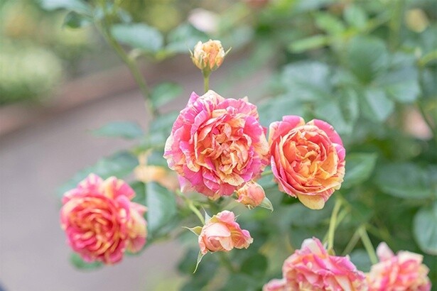 紅茶のような爽やかな香りが特徴の「四季の香」
