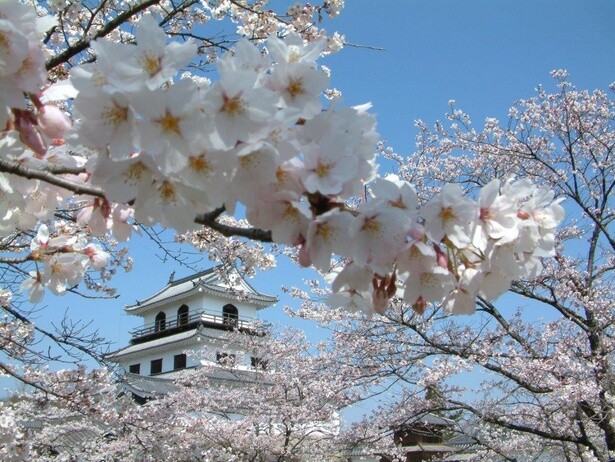 1万8000石の城下町、白石のシンボルである白石城／白石城本丸広場の桜