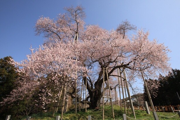 樹齢600年を超える一本桜／戸津辺の桜