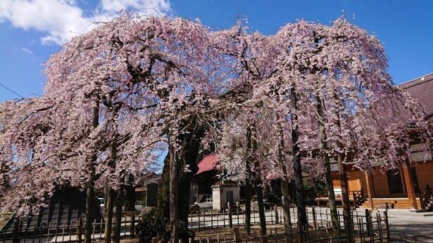 春の青空に咲き誇る樹齢400年の桜／円東寺の桜