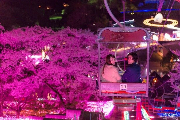 華やかなイルミネーションの光とライトアップされた桜の共演／さがみ湖MORI MORIの桜