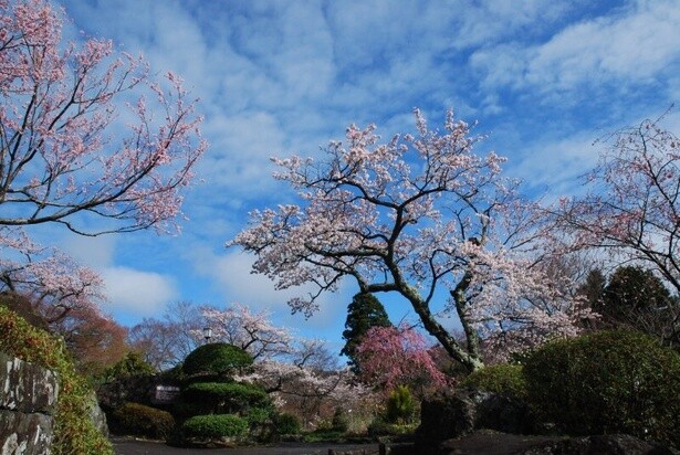 常緑樹の中で桜のピンク色が映える／箱根強羅公園の桜