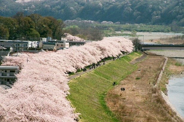 満開の桜が並ぶ光景は圧巻／多摩川堤防沿いの桜