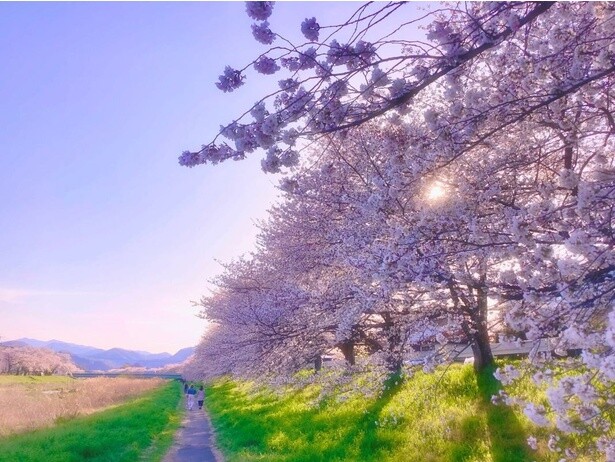 満開の時期に圧巻の風景を生み出す桜並木／こだま千本桜