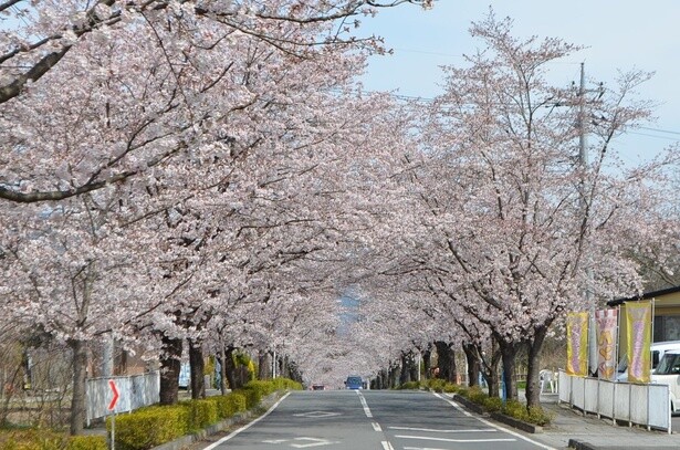 遠くまで続くソメイヨシノの並木道／長瀞の桜