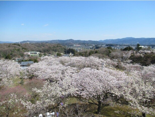 眼下に桜の絨毯を望むことができる／西山公園の桜(茨城県)