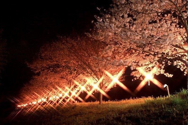 幻想的な夜桜ライトアップ／辰ノ口親水公園の桜