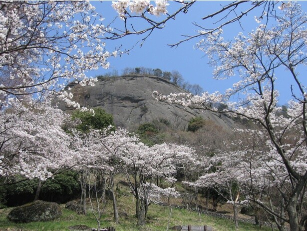 桜のピンクと山の緑との調和が美しい／岩殿山丸山公園の桜